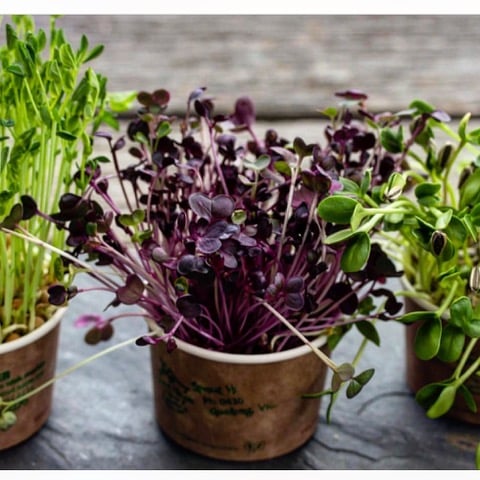 A Kitchen Bench Garden - Growing Microgreens