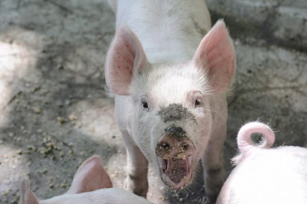 How to "Wrestle a Pig": Better Arguments with Unreasonable People