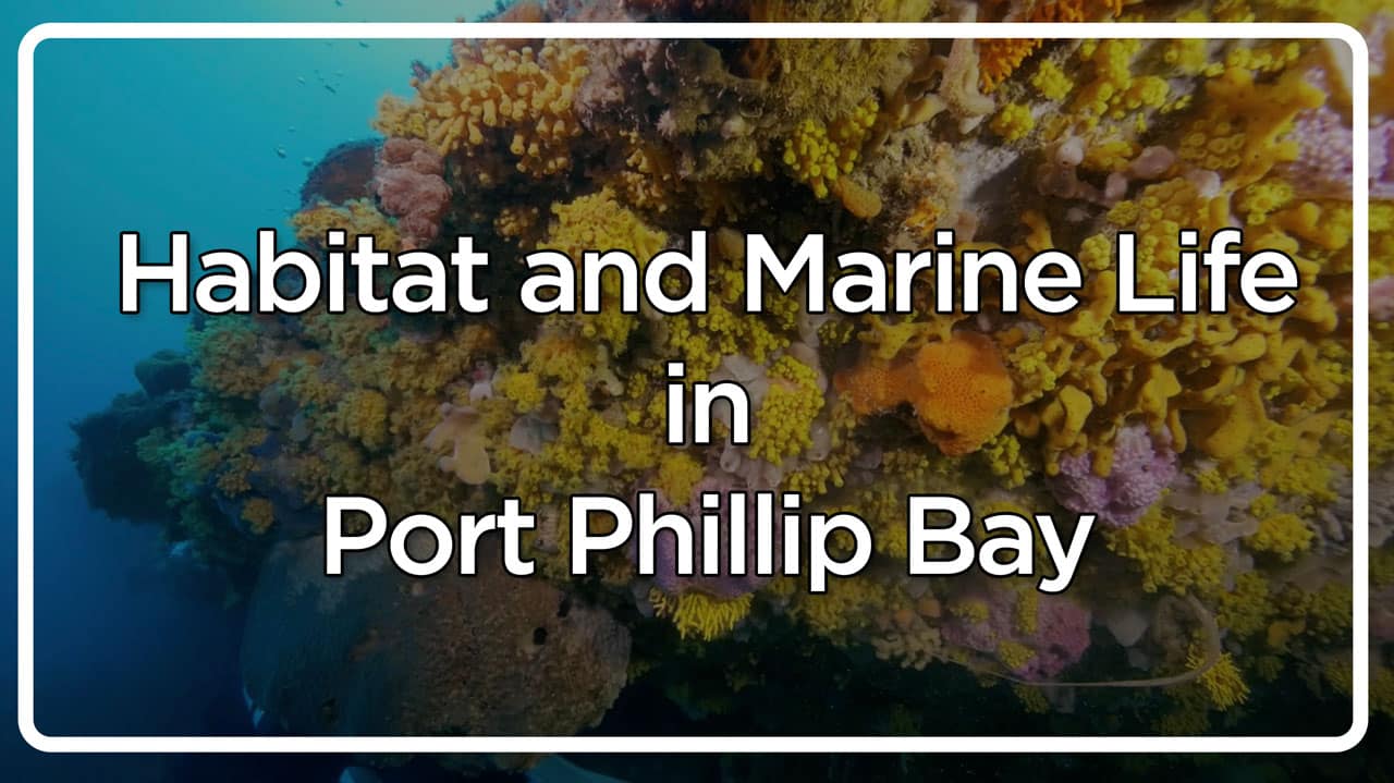 Featured image for “SPREAD THE WORD: A free educational resource about Port Phillip Bay has been released.”