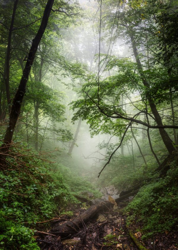 Nature Based Mindfulness
